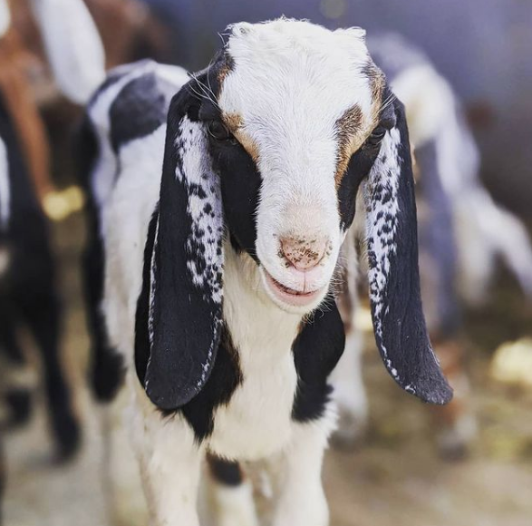 Baby Goat